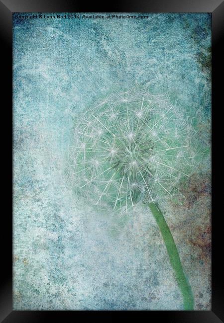  Delicate and Blue Framed Print by Lynn Bolt