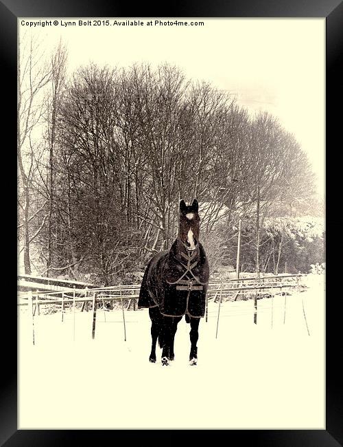  Horse in the Snow Framed Print by Lynn Bolt