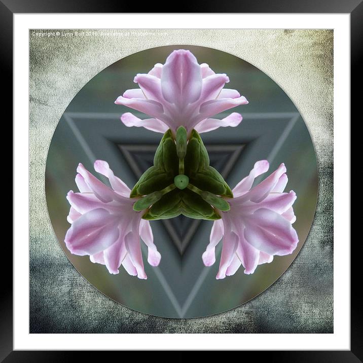  Hyacinth Kaleidoscope Framed Mounted Print by Lynn Bolt