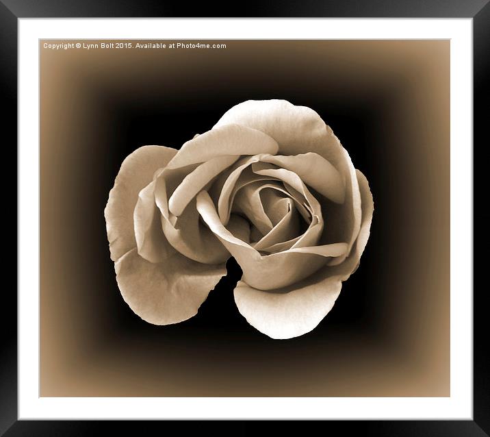  Sepia Rose Framed Mounted Print by Lynn Bolt
