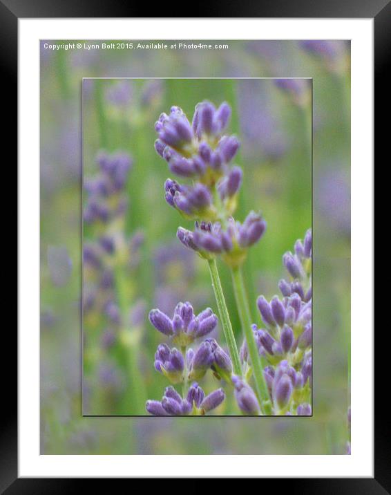  Lavender from Brittany Framed Mounted Print by Lynn Bolt