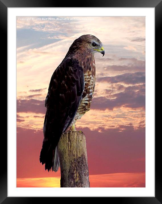 Peregrine Falcon  Framed Mounted Print by Lynn Bolt