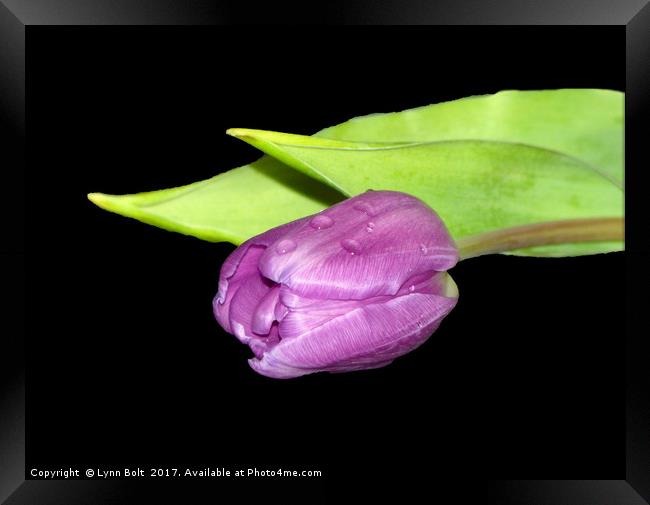 Purple Tulip Framed Print by Lynn Bolt
