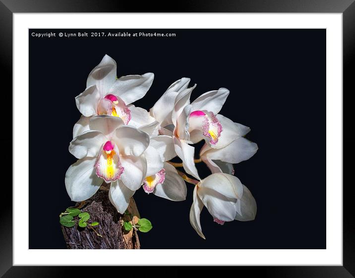 Spray of Orchids Framed Mounted Print by Lynn Bolt