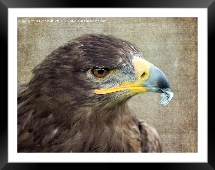 Golden Eagle Framed Mounted Print by Lynn Bolt