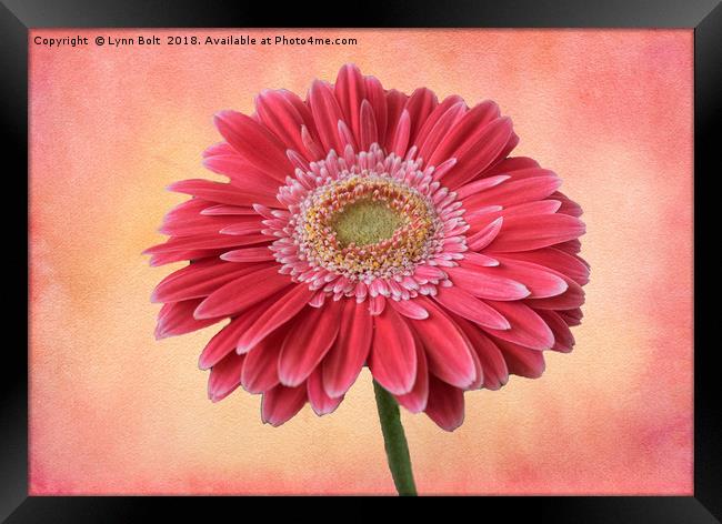 Single Gerbera Framed Print by Lynn Bolt