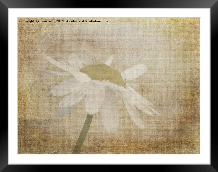 Daisy Framed Mounted Print by Lynn Bolt