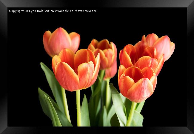 Seven Tulips Framed Print by Lynn Bolt