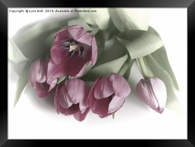 Five Pink Tulips Framed Print by Lynn Bolt