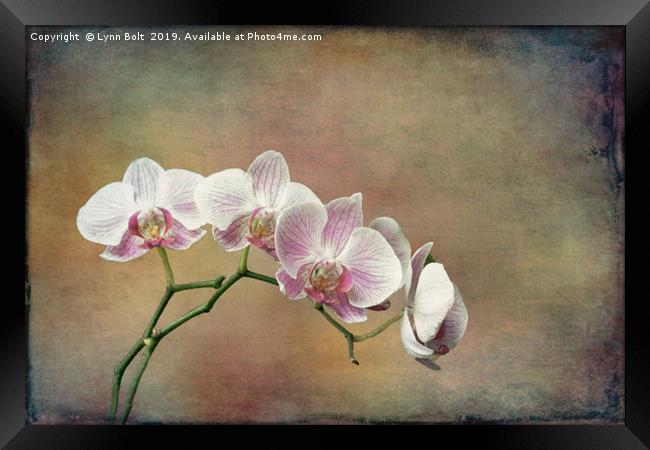 Spray of Orchids Framed Print by Lynn Bolt
