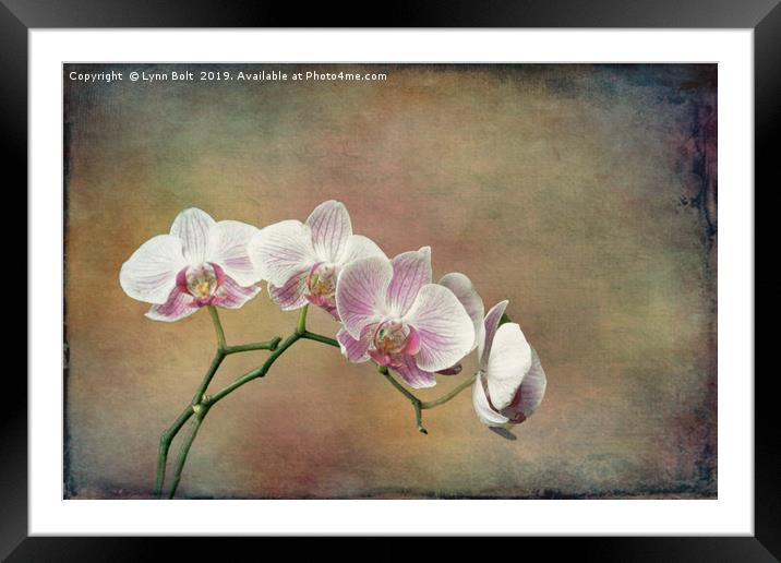 Spray of Orchids Framed Mounted Print by Lynn Bolt
