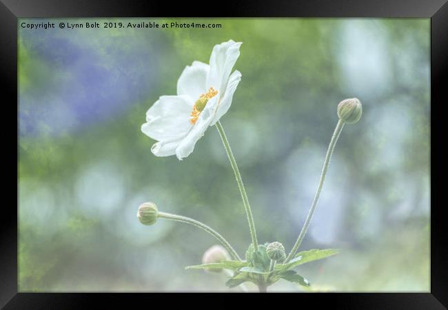 White Japanese Anemone Framed Print by Lynn Bolt