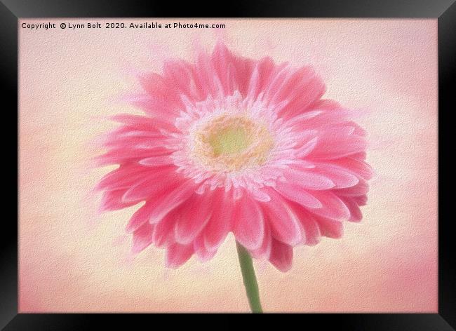 Pink Gerbera in Chalk Framed Print by Lynn Bolt