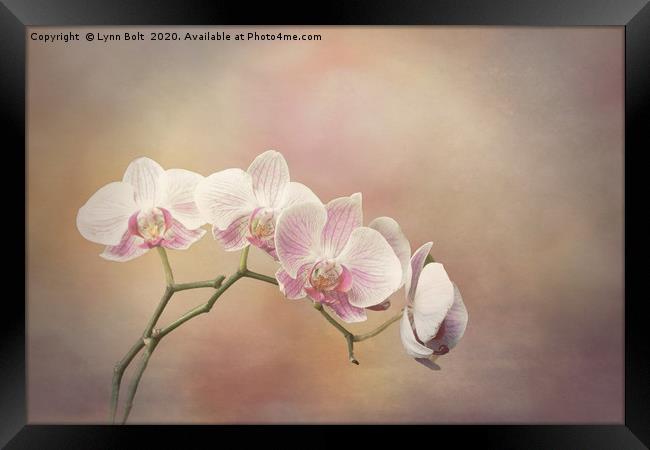 Orchid Spray  Framed Print by Lynn Bolt