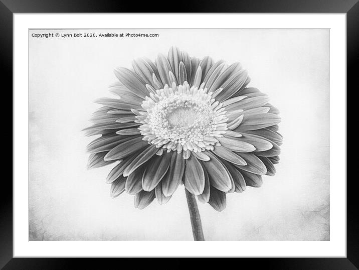 Gerbera Framed Mounted Print by Lynn Bolt