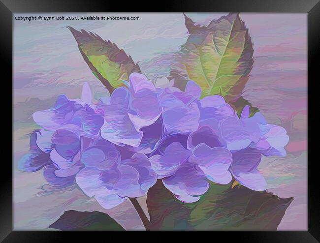 Purple Hydrangea Framed Print by Lynn Bolt