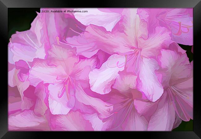 Acrylic Pink Rhododendrons Framed Print by Lynn Bolt