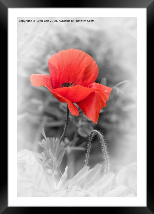 Poppy Framed Mounted Print by Lynn Bolt