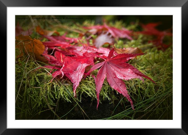 Autumn Leaves Framed Mounted Print by Lynn Bolt