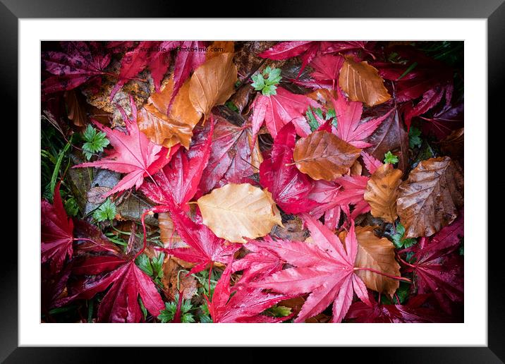 Autumn's Harvest Framed Mounted Print by Lynn Bolt