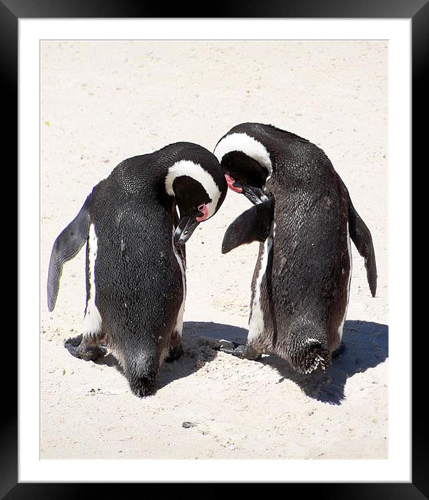 Penguins from Boulders Beach Framed Mounted Print by Lynn Bolt