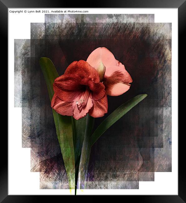 Red Amaryllis Framed Print by Lynn Bolt