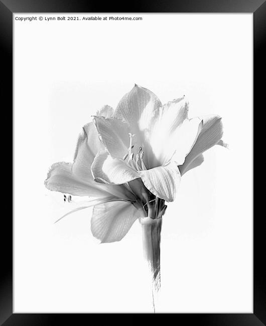 Amaryllis in Black and White Framed Print by Lynn Bolt
