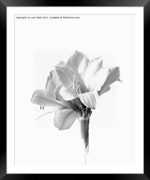 Amaryllis in Black and White Framed Mounted Print by Lynn Bolt