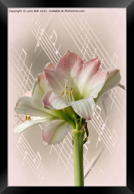 Amaryllis with Music Framed Print by Lynn Bolt