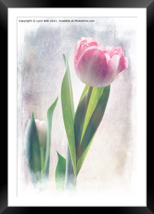 Soft Pink Tulip Framed Mounted Print by Lynn Bolt