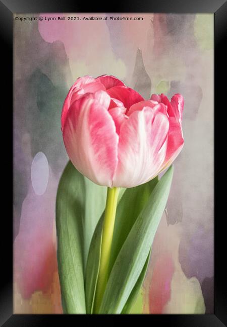 Pink Tulip Framed Print by Lynn Bolt