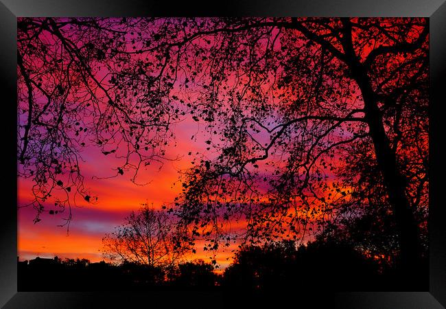 Sunrise in Green Park Framed Print by Steve Brand