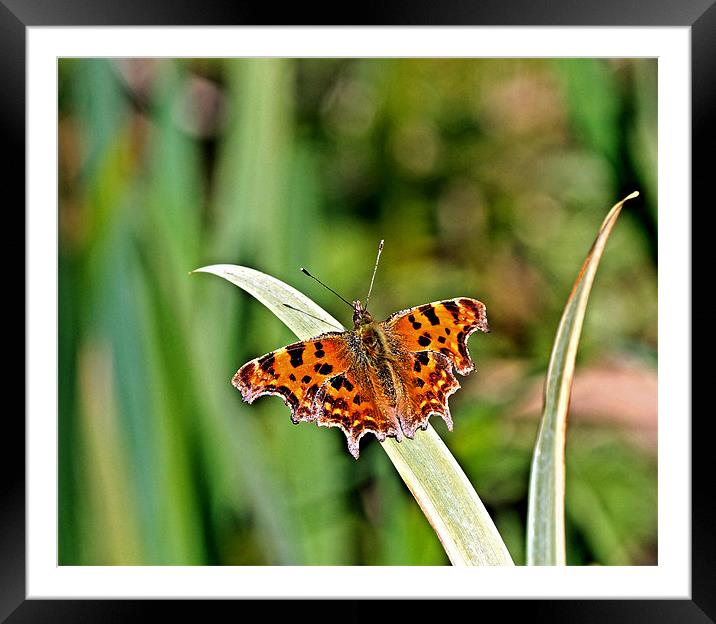 Comma Framed Mounted Print by Richie Fairlamb