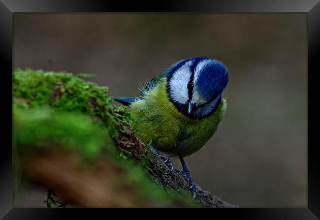 Bluetit Framed Print by Richie Fairlamb