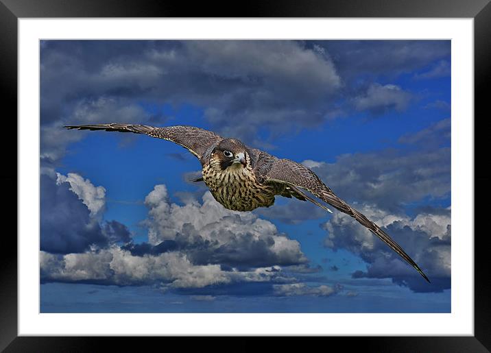 Saker Falcon Framed Mounted Print by Richie Fairlamb