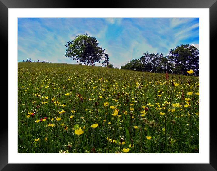 Fragrant Meadow Framed Mounted Print by Richie Fairlamb