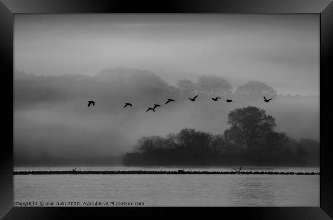 Geese at dawn over the misty Loch of Skene Framed Print by alan bain