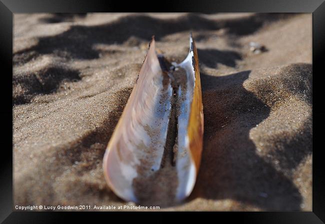 Razor shell Framed Print by Lucy Goodwin