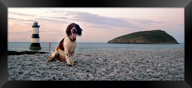 Scooby at Penmon Lighthouse Framed Print by Simone Williams