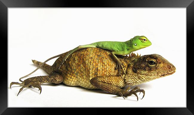 lizards Framed Print by Samuel Goll