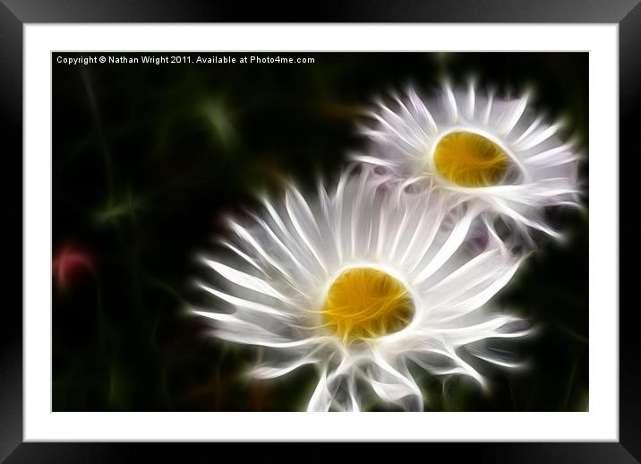Two daisys Framed Mounted Print by Nathan Wright