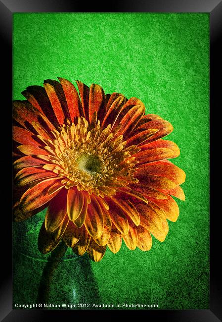 Texture Flower Framed Print by Nathan Wright
