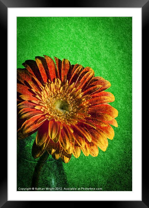 Texture Flower Framed Mounted Print by Nathan Wright