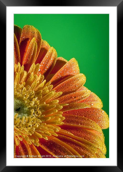 Wet flower Framed Mounted Print by Nathan Wright