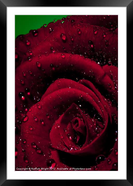 Rosa Framed Mounted Print by Nathan Wright