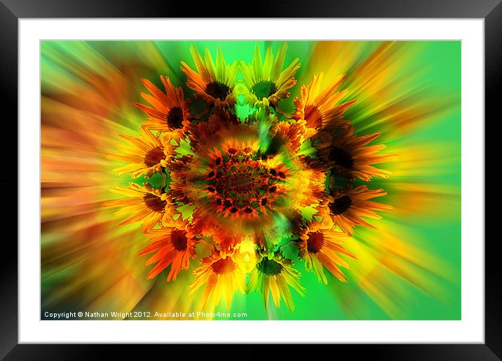 Flower bomb! Framed Mounted Print by Nathan Wright