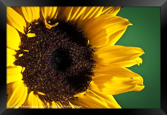 Big sun flower Framed Print by Nathan Wright
