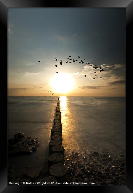 Sunset birds and sea logs Framed Print by Nathan Wright