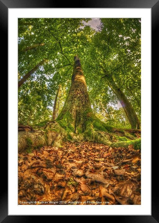 Putting down ones roots Framed Mounted Print by Nathan Wright