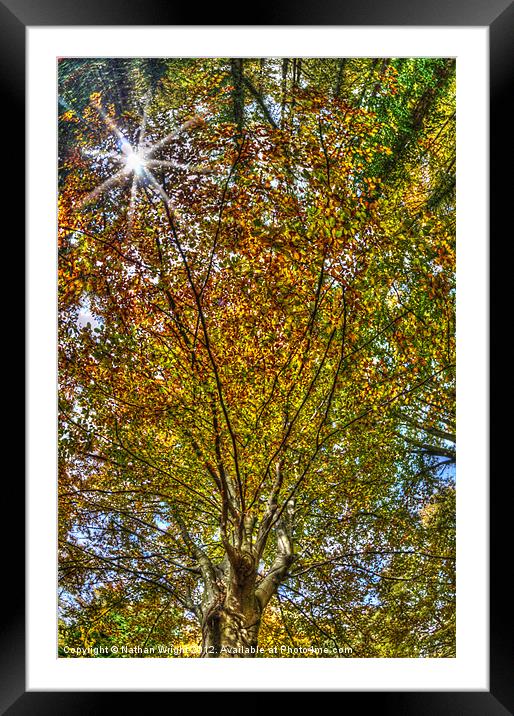 Autumn looking up Framed Mounted Print by Nathan Wright